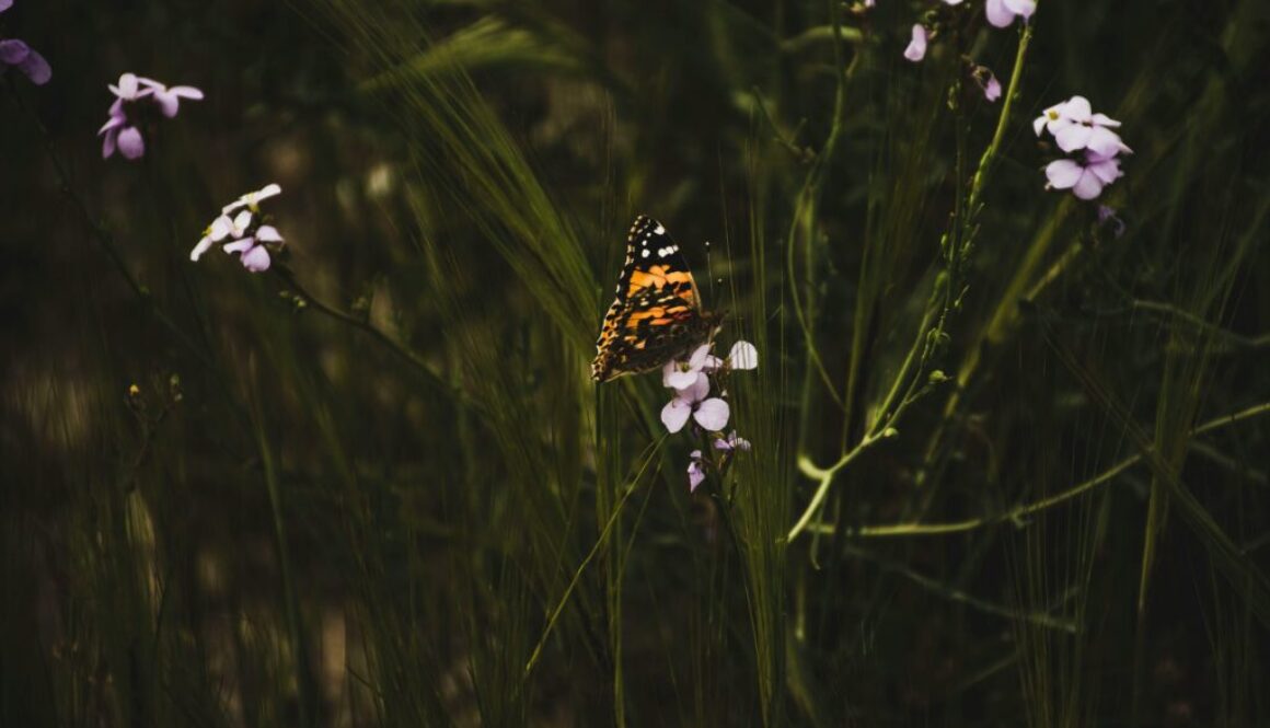 aly-5r96TQ8DRFA-unsplash